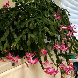 Meet your Posher, Joy